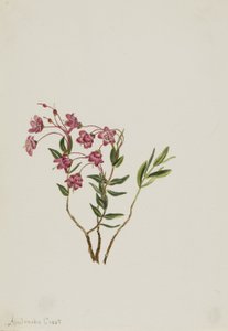 Rocky Mountain Kalmia (Kalmia microphylla) door Mary Vaux Walcott