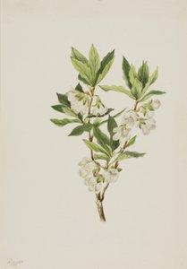 Rocky Mountain Rhododendron Rhododendron albiflorum, 1901