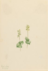 Rocky Mountain Twayblade (Ophrys necrophylla)
