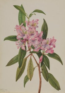 Rozenbogenrododendron (Rhododendron carolinianum)