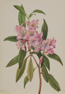 Roze-Bay Rhododendron Rhododendron carolinianum, 1932