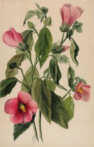 Rozengentiaan (Sabbatia angularis)