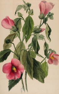 Roze Gentiaan Sabbatia angularis, 1880