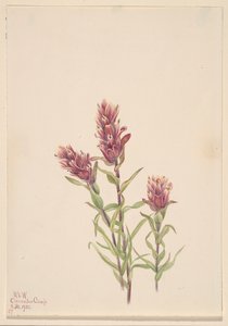 Roze verfkwast Castilleja pallida, 1920 door Mary Vaux Walcott