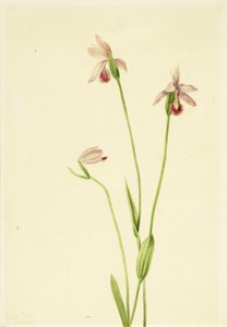 Pogonia rozen (Pogonia ophioglossoides) door Mary Vaux Walcott