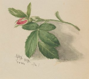 Rozenknopje door Mary Vaux Walcott