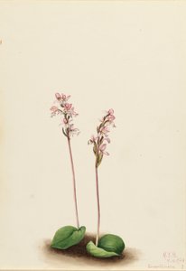 Rondbladige Orchis Orchis rotundifolia, 1924 door Mary Vaux Walcott