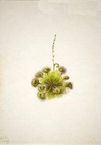 Rondbladige zonnedauw Drosera rotundifolia