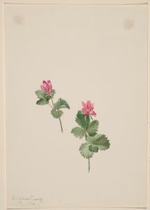 Rubus articus door Mary Vaux Walcott