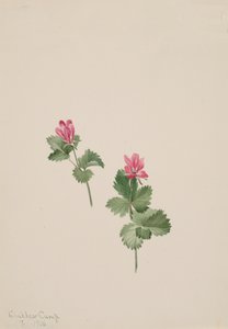 Rubus articus, 1881 door Mary Vaux Walcott
