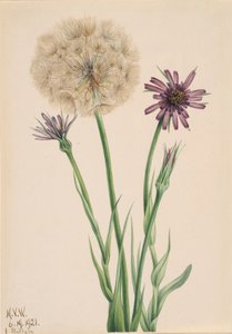 Salsify Tragopogon porrifolius