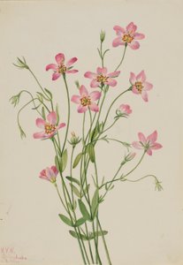 Kwelderroosje (Sabbatia stellaris)