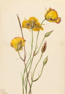 San Diego Mariposa Calochortus weedii