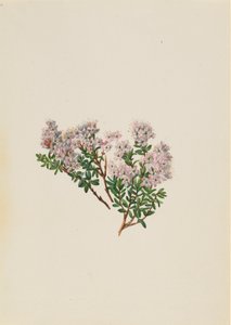 Zand Mirte Leiophyllum lyoni, ca. 1930s door Mary Vaux Walcott