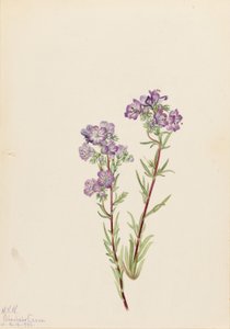Zandfacelia (Phacelia linearis)