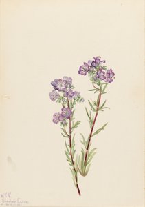 Zand Phacelia Phacelia linearis, 1923