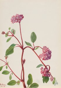 Zandverbena (Abronia umbellata)