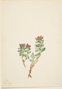 Sanifoiga adscendeus, 1920 door Mary Vaux Walcott