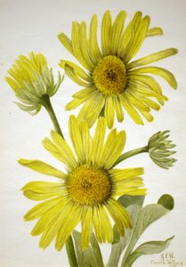 Satinleaf Goldenhead Enceliopsis covillei door Mary Vaux Walcott