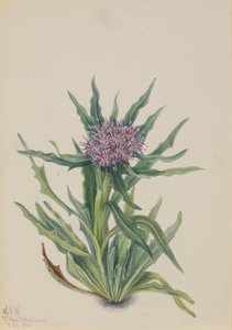 Saussurea (Saussurea densa) door Mary Vaux Walcott