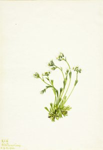 Sakifrage (Saxifraga caespitosa)