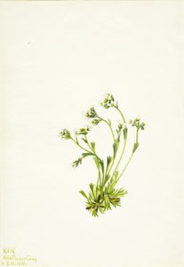Saxifrage Saxifraga caespitosa, 1924