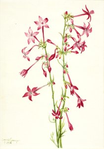 Scharlakenrode gilia (Gilia aggregata) door Mary Vaux Walcott