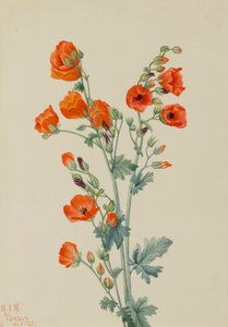 Scharlaken Bol Malva Sphaeralcea grossulariaefolia, 1927
