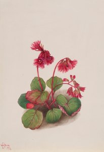 Schizocodon soldanelloides door Mary Vaux Walcott