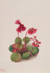 Schizocodon soldanelloides, 1936 door Mary Vaux Walcott