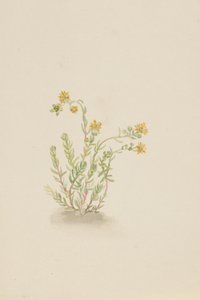 Sedum stenopetalum