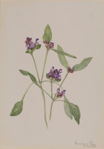 Self-Heal (Prunella vulgaris) door Mary Vaux Walcott