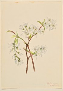 Schaduwstruik (Amelianchier oblongifolia) door Mary Vaux Walcott