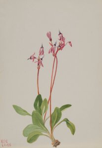 Shooting Star (Dodecatheon hendersonii) door Mary Vaux Walcott