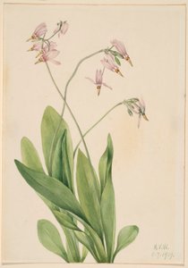 Shooting Star (Dodecatheon meadia) door Mary Vaux Walcott