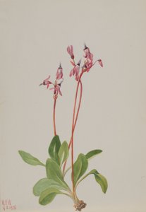 Schietster Dodecatheon hendersonii