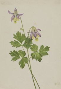 Kortspoor Akelei Aquilegia brevistyla, 1907 door Mary Vaux Walcott