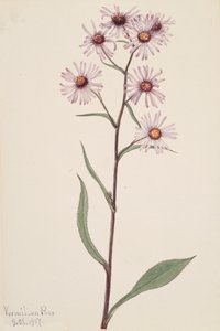 Showy Aster Aster conspicuus, 1917
