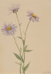 Showy Fleabane Erigeron salsuginosus