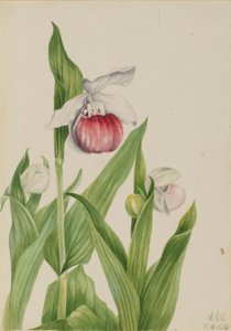 Opvallend vrouwenschoentje (Cypripedium reginae) door Mary Vaux Walcott