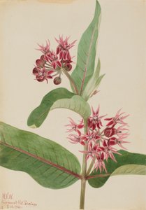 Showy Milkweed Asclepias speciosa, 1923