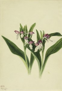 Showy Orchis (Orchis spectabilis)