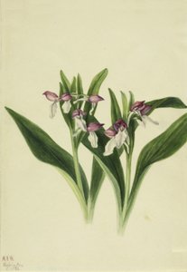 Prachtige Orchis Orchis spectabilis