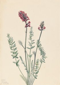 Showy Oxytrope Oxytropis splendens, 1922