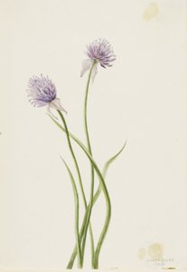 Siberische ui (Allium sibericum) door Mary Vaux Walcott