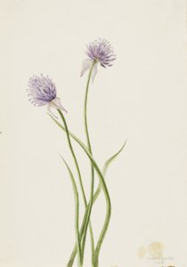 Siberische ui Allium sibericum door Mary Vaux Walcott