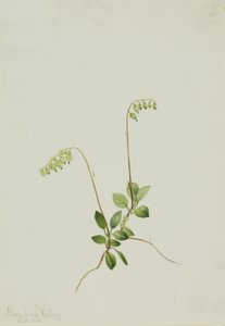 Sidebells Pyrola Pyrola secunda, 1916