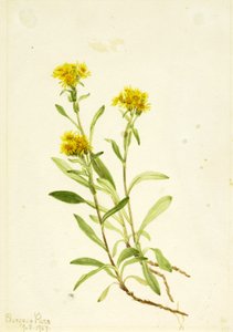 Zadelbloem door Mary Vaux Walcott