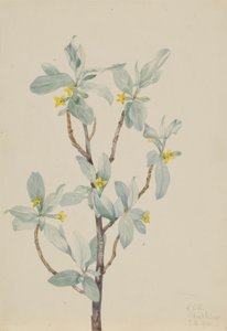 Zilverbes (Elaeagnus commutata)