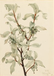 Zilverbes (Elaeagnus commutata) door Mary Vaux Walcott